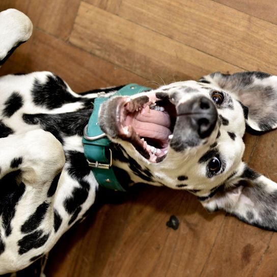 Mammifère, Vertébré, Chien, Canidé, Race de chien, Dalmatien rit et se couche sur le sol, Carnivore, Groupe non sportif, Museau, Chien semblable au dogue allemand,