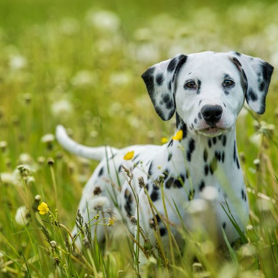 Jeune chien dalmatien dans une prairie fleurie Chien, jeune chien dalmatien, nez noir, petit chien blanc avec des taches noires, mammifère, vertébré, race de chien, Canidae, carnivore, herbe, chiot, groupe non sportif,