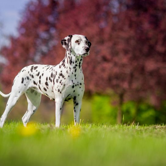 chien, dalmatien, mammifère, vertébré, canidé, race de chien, carnivore, groupe non sportif, muselière, groupe sportif, chienne dalmatienne sur un pré