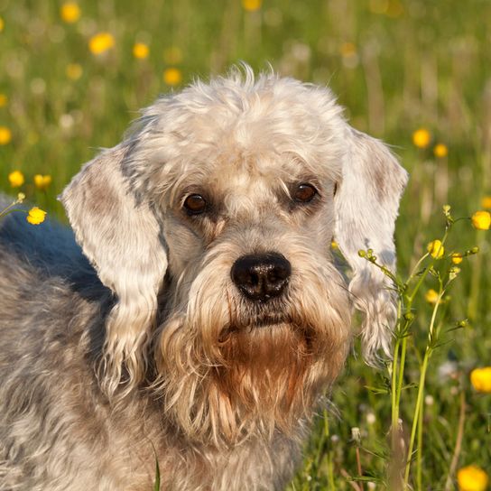 dandie dinmont terrier gris chiné, chien à grosse tête, chien similaire au teckel, petit chien de race, chien FCI