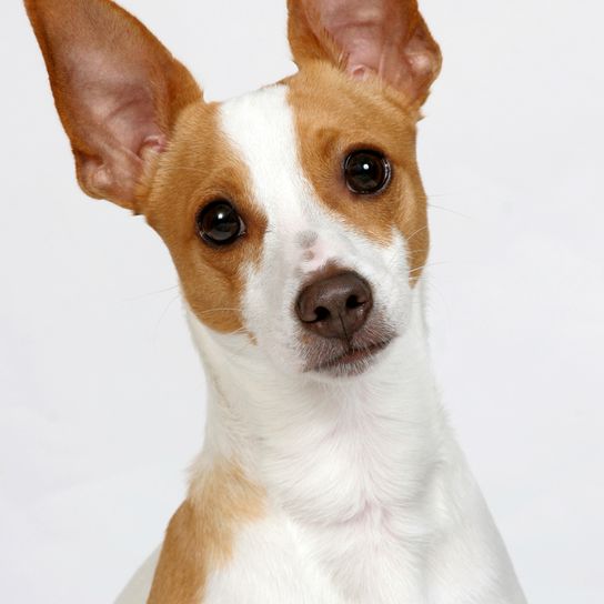 Decker Rat Terrier Description de la race Decker Hunting Terrier, Decker Rat Terrier, grand rat terrier, race de chien américaine, race de chien inconnue, non reconnue par la FCI, chien brun blanc aux oreilles dressées d'Amérique, petit chien de race, chien à la queue courte, queue courte