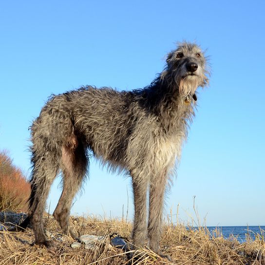 Chien de chasse au bord de la mer Rough Dog Breed, Big Grey Dog, Giant Dog, Large Dog Breed, Dog Similar to Irish Wolfhound, Deerhound, Scottish Dog