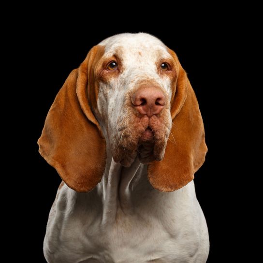 Chien d'arrêt Bracco Italiano