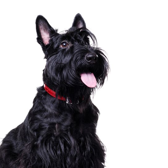 Scottish Terrier noir, petit chien à poil noir, chien à poil long, race de chien noir, oreilles dressées, chien à moustache, chien de ville, race de chien pour débutants