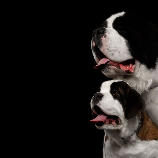 chien, mammifère, vertébré, race de chien, canidé, langue, museau, carnivore, st. bernard, deux chiens st. bernard sur fond noir