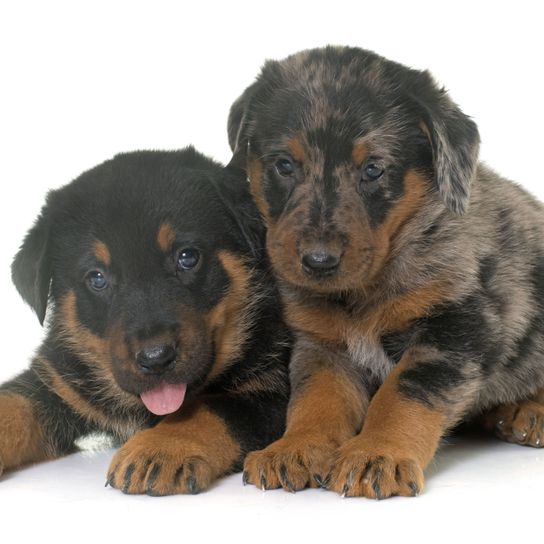 chien, mammifère, vertébré, race de chien, canidé, chiot, carnivore, chien de compagnie, museau, beauceron, deux chiots beaucerons sur fond blanc