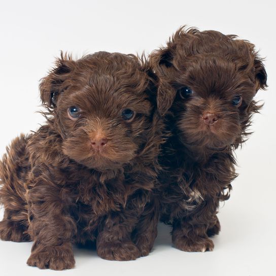 mammifère, chien, vertébré, canidé, chiot, race de chien, bolonka, deux chiots bolonka brun foncé aux yeux bleus sur fond blanc