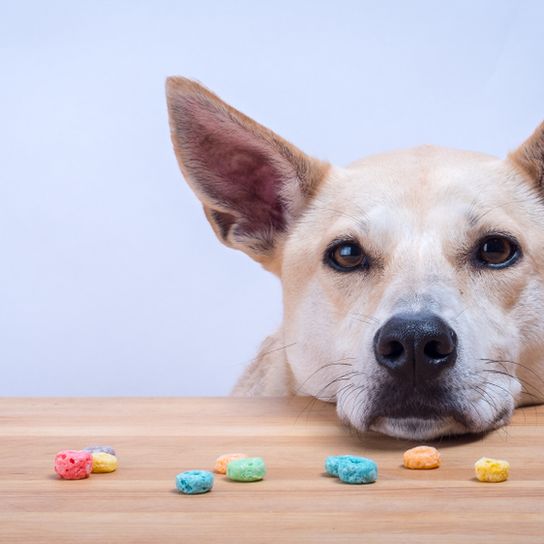 Dingo d'Amérique sur une table Chien de Caroline, Dingo américain, chien brun à oreilles, Dingo d'Amérique, races de chiens américaines, race de chien non reconnue d'Amérique, chien des États-Unis, chien des habitants, race de chien autochtone, chien reproducteur, race vivant en liberté, description de la race, le chien pose la tête sur la table où se trouvent les friandises et les smarties.