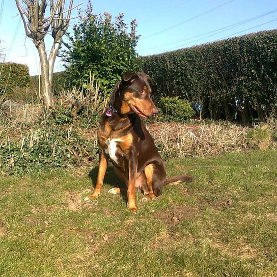 Hund,Himmel,Pflanze,Hunderasse,Fleischfresser,Rehkitz,Baum,Alter Deutscher Schäferhund,Gras,Sportliche Gruppe,