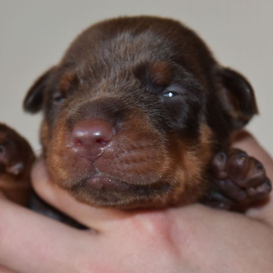 Chiot doberman brun chien de race, chiot, canidé, chien, carnivore, muselière, groupe sportif, foie, pinscher, petit chiot doberman brun, chien de combat, chien de liste