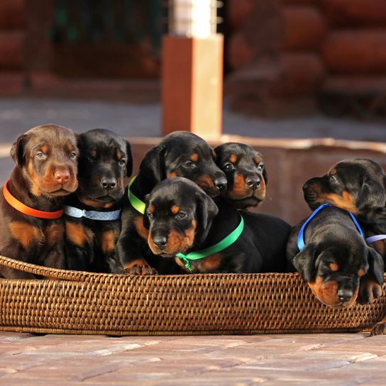 Chiots doberman en panier Chien, vertébré, Canidae, mammifère, race de chien, carnivore, chien semblable au teckel, chiot doberman, groupe sportif, chien de compagnie,