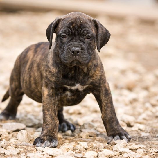 chien, mammifère, vertébré, race de chien, canidé, carnivore, molosse, race similaire au bullmastiff, museau, chiot, chiot tabby dogo canario, chien bringé de race