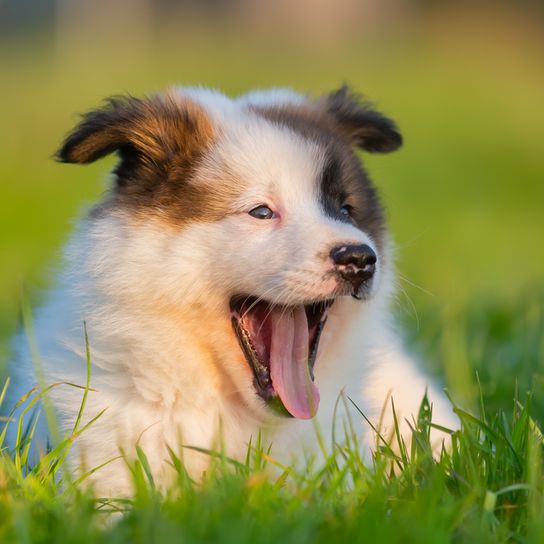 Le chiot Elo est couché dans un pré et baille, petit chien blanc et brun au long museau et aux oreilles inclinées.