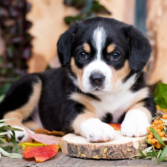 Chiot Bouvier Entlebucher, petit chien tricolore, grand chien de race, mignon chiot, chien de famille, chien similaire au Bouvier Bernois