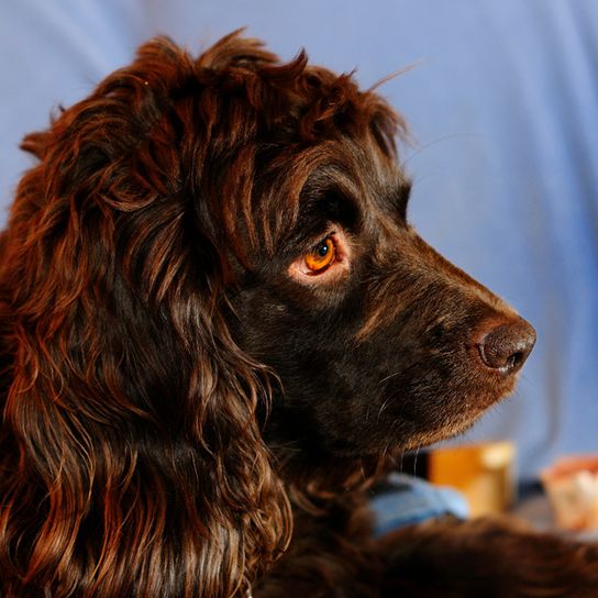 Épagneul Boykin brun photographié de profil, chien aux longues oreilles ondulées, chien de race moyenne