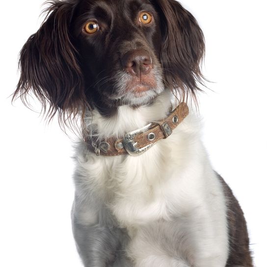 Épagneul d'eau américain, chien blanc de couleur marron moyen avec poil frisé, poil ondulé, chien de chasse d'Amérique, Épagneul d'eau américain