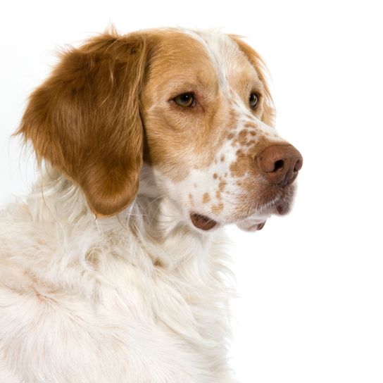 Épagneul français, Épagneul Français, Grand chien de race français, Chien de chasse, Chien de chasse de race, Chien rouge et blanc à points, Épagneul ou Pointer pour chasseurs français, Chien brun et blanc à poil ondulé, Poil long