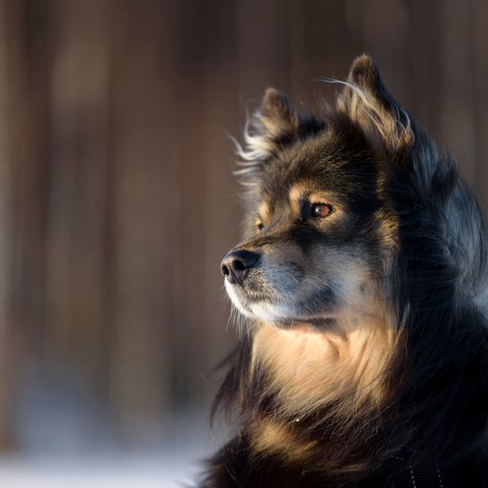 Finnish Lapphund brun blanc, noir blanc, beau chien avec un long manteau semblable au Husky