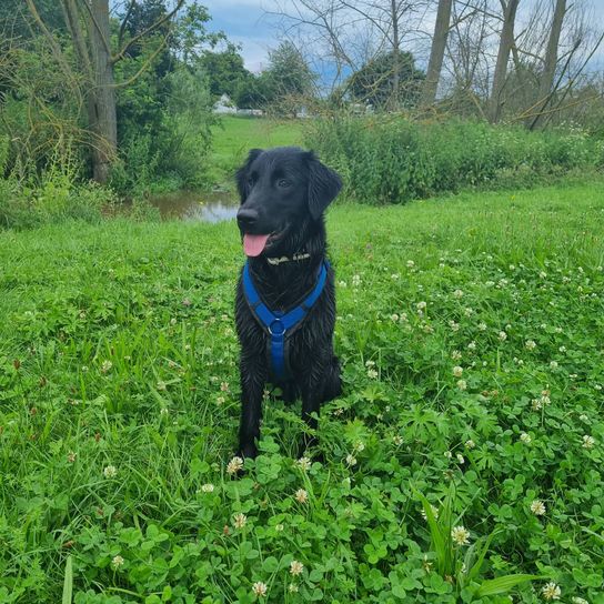 Flat Coated Labrador © Regina Weißmann Pflanze, Hund, Himmel, Fleischfresser, Baum, Halsband, Gras, Arbeitstier, Bodendecker, Wiese,