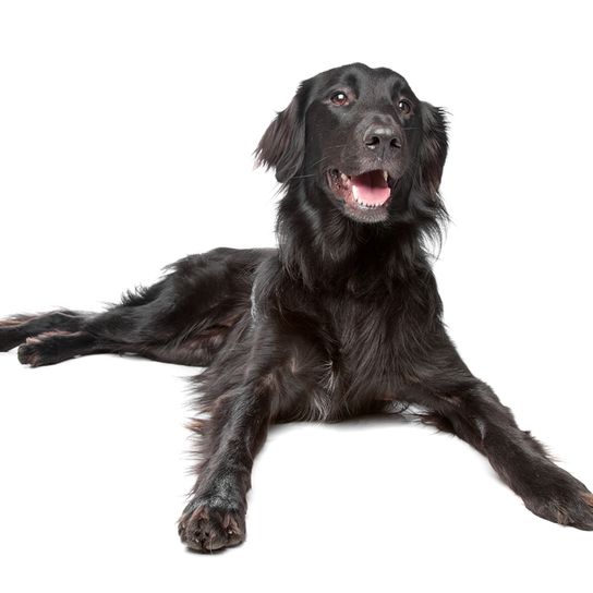 Flatcoated Retriever noir couché, chien à poil long et droit, chien similaire au Golden Retriever, chien similaire au Labrador