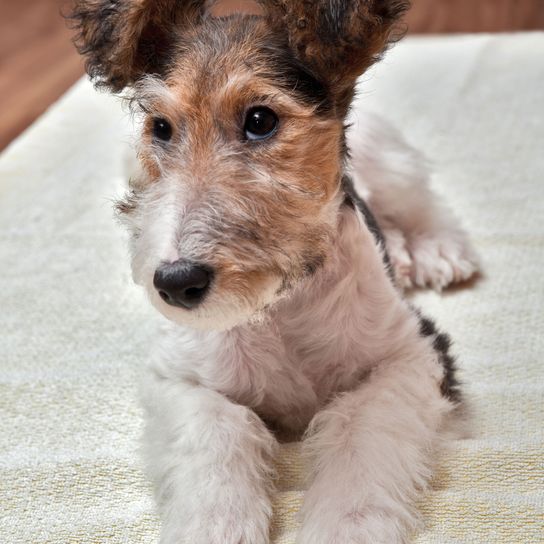 Chien, Mammifère, Vertébré, Race de chien, Canidae, Carnivore, Chien de compagnie, Fox Terrier à poil dur, Chiot, Fox Terrier Chiot