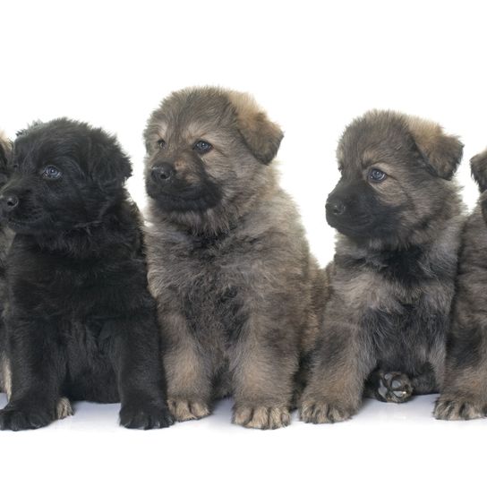 Chien, mammifère, vertébré, race de chien, Canidae, chien de berger caucasien, carnivore, chiot, Sarplaninac, Terre-Neuve, Cinq vieux chiots gris de berger allemand assis devant un fond blanc