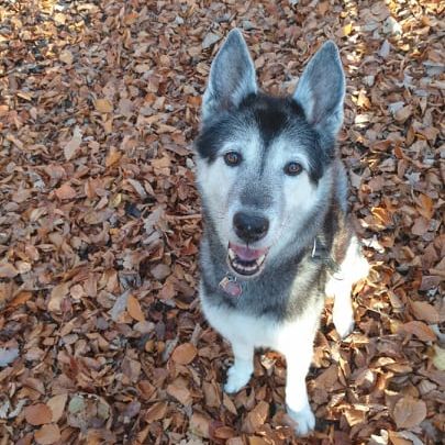 Hund,Hunderasse,Fleischfresser,Schnauze,Sportliche Gruppe,Pflanze,Landtier,Canidae,Arbeitshund,Arbeitstier,