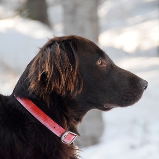 Chien allemand à poils longs en hiver avec de la neige, chien brun foncé à poils longs d'Allemagne