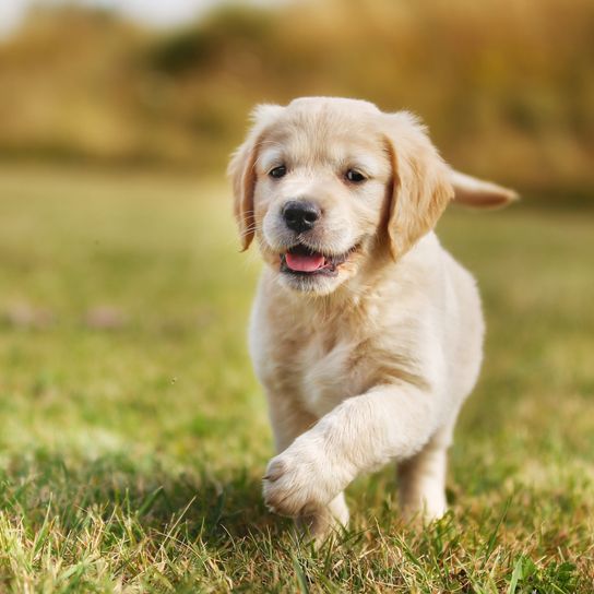 Chien, mammifère, vertébré, race de chien, Canidae, jeune golden retriever, retriever, carnivore, race similaire au Labrador Retriever, chiot,