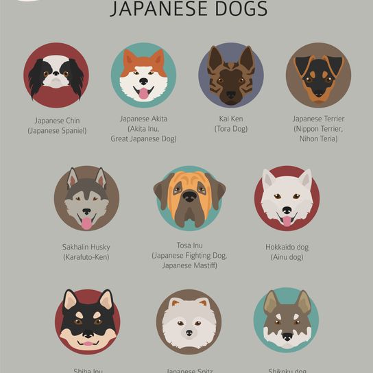 Kishu Inu, chien de race blanc, chien moyen, demi chien, chien blanc avec oreilles du Japon, races de chiens japonais, Spitz du Japon