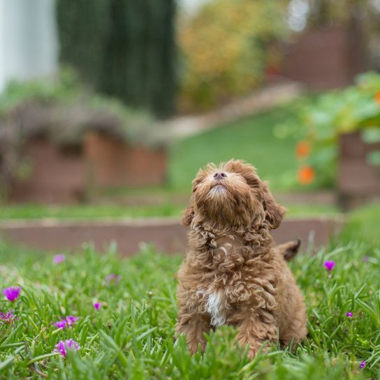 Chiot Havapoo brun blanc assis dans un pré fleuri