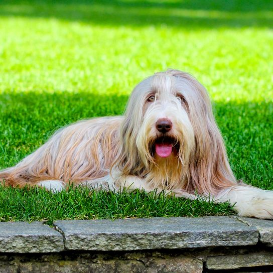 Le brillant Schapendoes repose dans l'herbe verte.