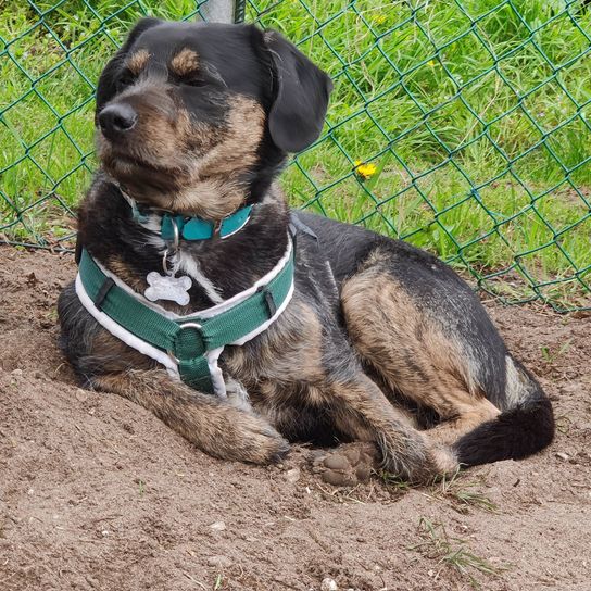 Hunting Sheepdog © Marianne van Deest Hund,Hundezubehör,Fleischfresser,Halsband,Hunderasse,Haustierzubehör,Arbeitstier,Zaun,Pflanze,Leber,