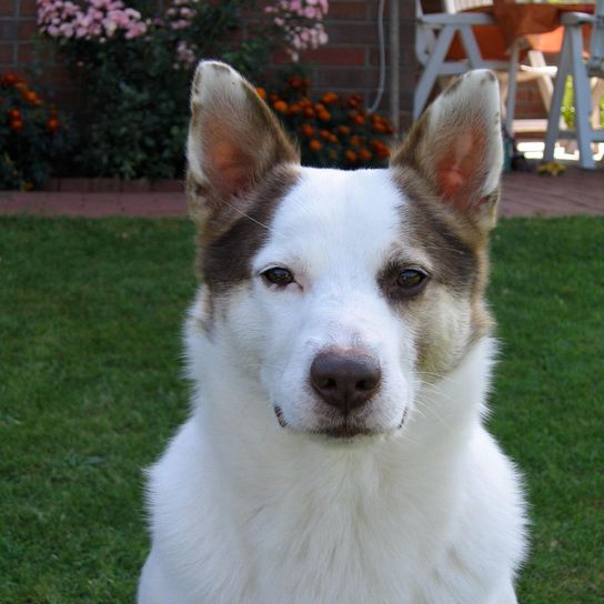 Plante,chien,carnivore,race de chien,chien de compagnie,herbe,museau,porte,moustaches,groupe sportif,