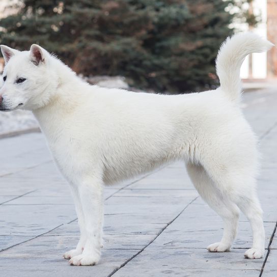 Kishu Inu, race de chien blanc, chien moyen, demi chien, chien blanc avec oreilles du Japon, races de chien japonaises, races à point du Japon, aperçu des quatre races de chien les plus populaires du Japon, Shiba Inu, Tosa Inu