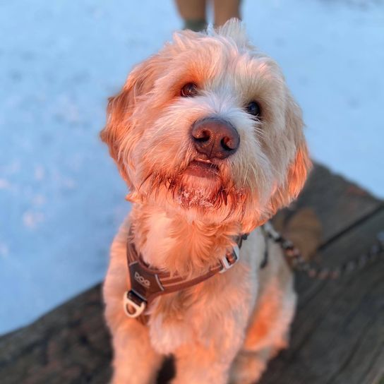 Hund,Orange,Fleischfresser,Rehbraun,Begleithund,Spielzeughund,Halsband,Hundebekleidung,Hunderasse,Terrier,