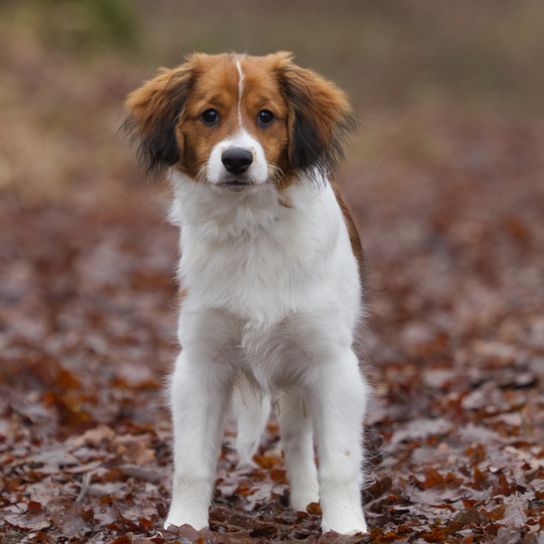 Le chien hollandais Kooiker Hondje, Kooiker dog, petit chien blanc brun aux longues oreilles qui a une fourrure courte à moyenne et est considéré comme un chien de débutant.