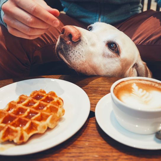 Le Labrador mange sur la table nourriture, vaisselle, cuisine, petit déjeuner, gaufre, ingrédients, café, gaufre belge, repas, caffè macchiato, labrador blanc qui mendie à la table, sevrage de la table
