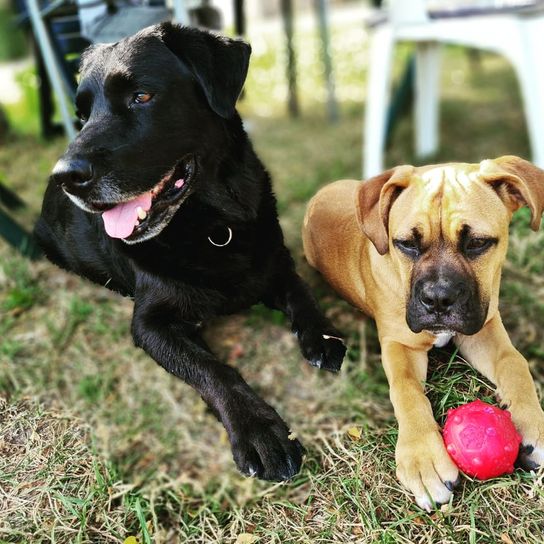Labrawart © Christin Zunker Hund,Hunderasse,Fleischfresser,Halsband,Begleithund,Kitz,Hundehalsband,Gras,Arbeitstier,Pflanze,