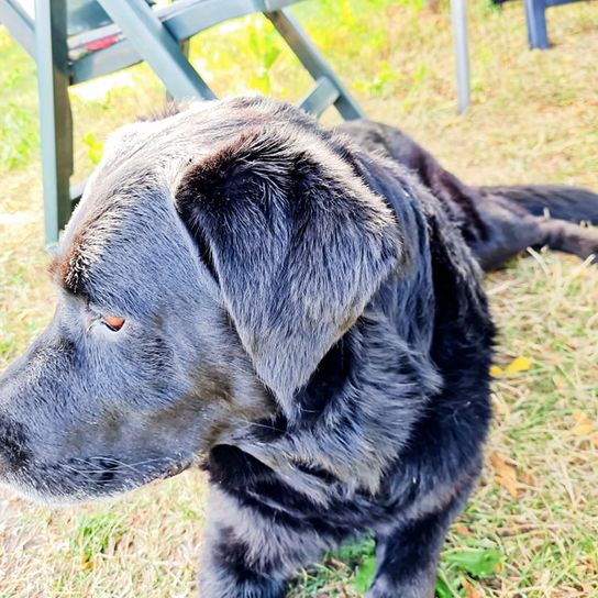 Labrawart © Christin Zunker Hund,Fleischfresser,Halsband,Hunderasse,Gras,Arbeitstier,Hundehalsband,Begleithund,Schnauze,Pflanze,