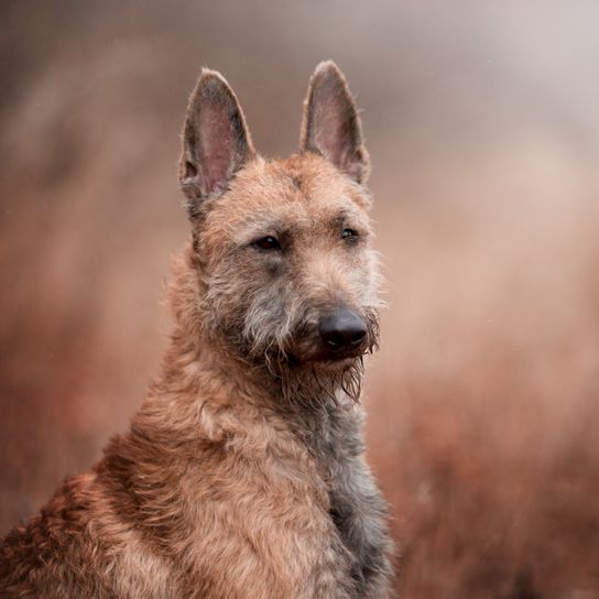 Laekenois, portrait, chien de race belge, chien de berger belge, chien à poil dur, chien de berger à poil dur, grand chien de race, chien à oreilles dressées