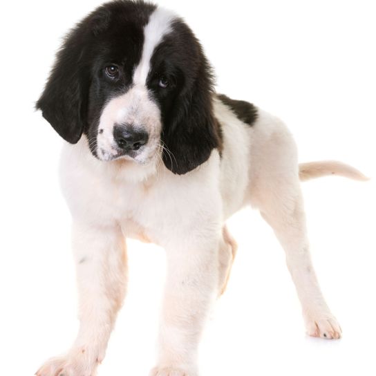 Chien, mammifère, vertébré, race de chien, Canidae, Landseer, carnivore, chien noir et blanc semblable au chien de garde moscovite, race semblable au mâtin pyrénéen, Drentse patrijshond, Landseer jeune chien