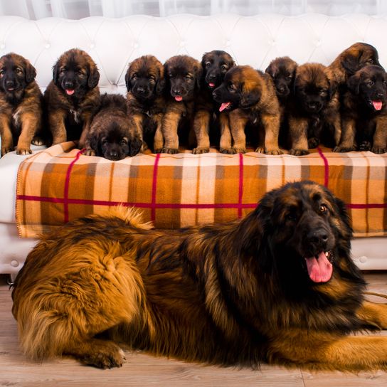 Chien, Mammifère, Vertébré, Race de chien, Canidae, Leonberger avec chiots, Carnivore, Race de chien géant, Groupe sportif, Race similaire à Chien de montagne d'Estrela,