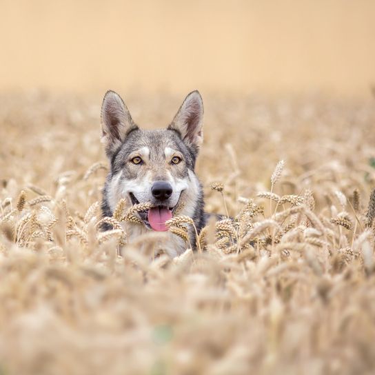 Herbe à loup de Saarloos, chien-loup de Hollande