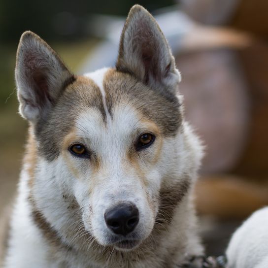 Loup similaire à Laika Chien semblable au loup, Husky de Russie, Laika de Sibérie occidentale, Chien rouge de chasse, Chien de chasse, Chien qui supporte bien le froid, Chien à la fourrure épaisse, Chien à la queue recourbée, Chien aux oreilles dressées, Chien qui aime la neige