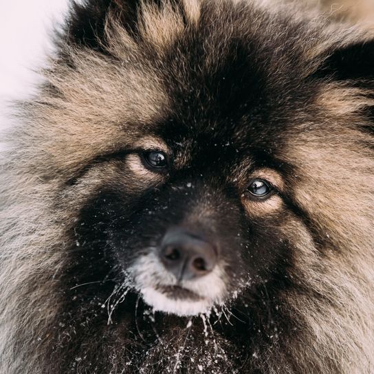 Mammifère, chien, vertébré, Canidae, Keeshond, race de chien, Spitz, Spitz allemand, carnivore, race similaire à l'Eurasien,