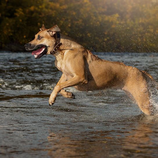 Maliback © Larissa Rutert Wasser,Hund,Fleischfresser,Hunderasse,Kitz,See,Schwanz,Sportliche Gruppe,Arbeitstier,Jagdhund,