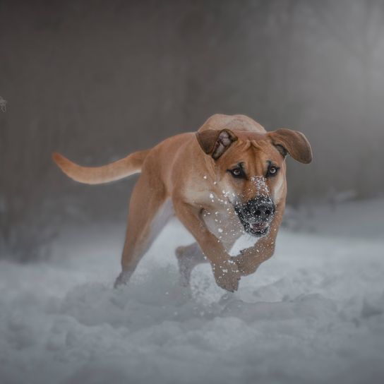 Maliback © Larissa Rutert Hund,Schnee,Fleischfresser,Hunderasse,Wasser,Kitz,Gefrieren,Winter,Ball,Schwanz,