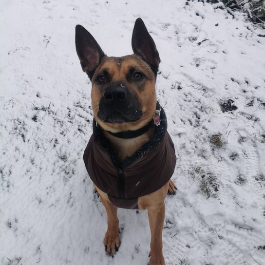 Maliback © Nadine Budde Hund,Schnee,Hunderasse,Fleischfresser,Kitz,Schnauze,Begleithund,Sportliche Gruppe,Hundezubehör,Winter,