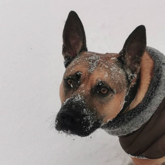 Maliback © Nadine Budde Kopf,Hund,Auge,Schnee,Hunderasse,Fleischfresser,Menschlicher Körper,Schnurrhaare,Begleithund,Rehbraun,